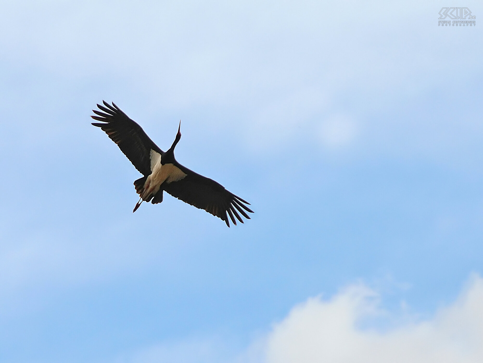 Cappadocia - Zelve - Black stork  Stefan Cruysberghs